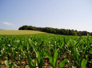 Dans les champs en juillet