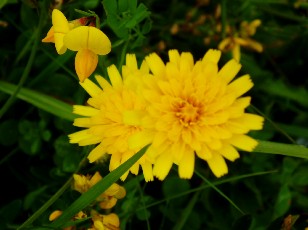 Fleurs d't dans le Jura Vaudois, La Vraconnaz, Switzerland