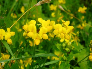 Fleurs d't dans le Jura Vaudois, La Vraconnaz, Switzerland