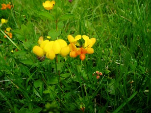 Fleurs d't dans le Jura Vaudois, La Vraconnaz, Switzerland