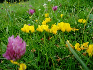 Fleurs d't dans le Jura Vaudois, La Vraconnaz, Switzerland