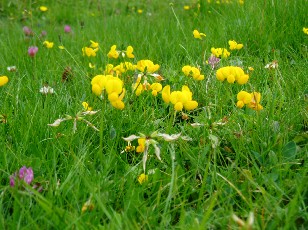 Fleurs d't dans le Jura Vaudois, La Vraconnaz, Switzerland