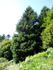 Magie et Beaut de la Nature, Sapin blanc